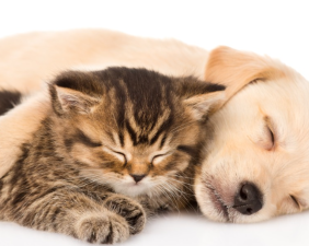 How to Help Your Pet Adjust to a New Environment